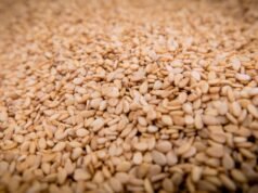 Manfaat tak terduga dari makan wijen dan penyakit apa saja yang dapat dilawannya