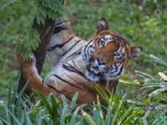 Operasi anti-Maois dan gerakan anti-perburuan phony membantu memulihkan koridor harimau di India tengah|Berita India