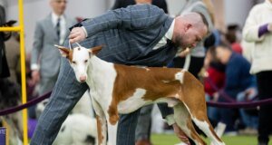 7 anjing bersaing untuk mendapatkan hadiah besar pertunjukan Westminster Selasa malam– The Mercury Information