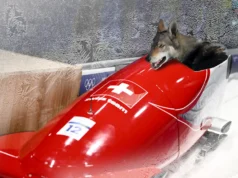 Setiap Olahraga Olimpiade Musim Dingin, Diurutkan berdasarkan Seberapa Besar Kemungkinan Anjing Memenangkan Medali