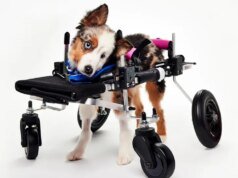 Teigan, Pesaing Viral Puppy Bowl XXII, Meninggal Beberapa Bulan Sebelum Pertunjukan Ditayangkan