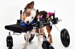 Teigan, Pesaing Viral Puppy Bowl XXII, Meninggal Beberapa Bulan Sebelum Pertunjukan Ditayangkan