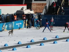 Husky atau serigala? Tim anjing menabrak tim lintas negara untuk mencuri perhatian di Olimpiade Musim Dingin
