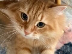 ‘Selamat Hooman’: Tarique Rahman mendapat ucapan ‘resmi’ dari kucing peliharaan Zebu