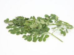 3 Manfaat Daun Kelor, Ampuh Tingkatkan Libido dengan Cepat