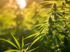 Canaccord bersifat Bullish di Cronos Group Inc
.