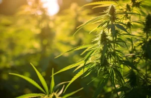 Canaccord bersifat Bullish di Cronos Group Inc
.