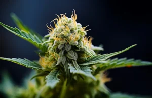 Alliance Global Mempertahankan Peringkat Netral pada Canopy Growth Company (CGC).