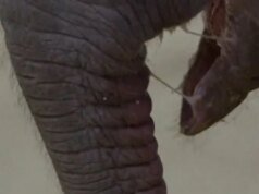 Bayi gajah Asia baru lahir di Kebun Binatang Nasional