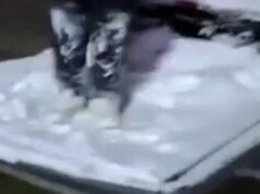 Petugas pemadam kebakaran menyelamatkan seorang pria yang terjebak di kolam es