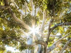 Ahli bedah saraf menjelaskan mengapa paparan alam dapat mengurangi stres, namun tidak dapat menggantikan terapi atau pengobatan