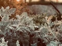 California bersiap menghadapi badai musim dingin besar yang diperkirakan akan membawa hujan lebat dan salju