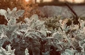 California bersiap menghadapi badai musim dingin besar yang diperkirakan akan membawa hujan lebat dan salju